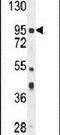 NOP2/Sun RNA Methyltransferase 2 antibody, PA5-24300, Invitrogen Antibodies, Western Blot image 