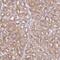 Vesicle transport through interaction with t-SNAREs homolog 1A antibody, NBP2-30952, Novus Biologicals, Immunohistochemistry paraffin image 