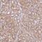 Vesicle Transport Through Interaction With T-SNAREs 1A antibody, NBP2-30952, Novus Biologicals, Immunohistochemistry paraffin image 