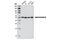 RB Binding Protein 4, Chromatin Remodeling Factor antibody, 9067S, Cell Signaling Technology, Western Blot image 