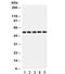 SMAD Family Member 6 antibody, R31817, NSJ Bioreagents, Western Blot image 