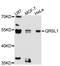 Glutaminyl-TRNA Amidotransferase Subunit QRSL1 antibody, A11820, ABclonal Technology, Western Blot image 