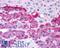 Endothelin Receptor Type B antibody, LS-A54, Lifespan Biosciences, Immunohistochemistry paraffin image 