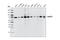 Acyl-CoA Synthetase Short Chain Family Member 2 antibody, 3658T, Cell Signaling Technology, Western Blot image 