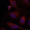 JunB Proto-Oncogene, AP-1 Transcription Factor Subunit antibody, GTX50386, GeneTex, Immunofluorescence image 