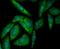 Syndecan Binding Protein antibody, NBP2-76873, Novus Biologicals, Immunocytochemistry image 