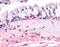 Olfactory Receptor Family 10 Subfamily J Member 5 antibody, NLS3159, Novus Biologicals, Immunohistochemistry frozen image 