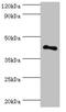 Radical S-Adenosyl Methionine Domain Containing 2 antibody, orb352626, Biorbyt, Western Blot image 