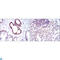 Nuclear Factor Kappa B Subunit 1 antibody, LS-C812720, Lifespan Biosciences, Flow Cytometry image 