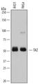 WW Domain Containing Transcription Regulator 1 antibody, AF7210, R&D Systems, Western Blot image 