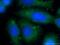 CAMP Responsive Element Binding Protein 3 Like 2 antibody, 14514-1-AP, Proteintech Group, Immunofluorescence image 