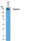 Tenascin C antibody, AF3358, R&D Systems, Western Blot image 