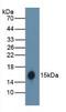 Hemoglobin Subunit Alpha 2 antibody, LS-C300297, Lifespan Biosciences, Western Blot image 