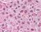 Catalase antibody, 48-667, ProSci, Immunohistochemistry paraffin image 