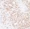 Actin Like 6A antibody, NB100-61628, Novus Biologicals, Immunohistochemistry paraffin image 