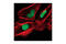 X-Ray Repair Cross Complementing 1 antibody, 2735S, Cell Signaling Technology, Immunofluorescence image 