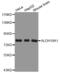 Aldehyde Dehydrogenase 18 Family Member A1 antibody, MBS129884, MyBioSource, Western Blot image 