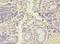 ADAM Metallopeptidase With Thrombospondin Type 1 Motif 4 antibody, LS-C369186, Lifespan Biosciences, Immunohistochemistry frozen image 