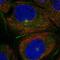 PATJ Crumbs Cell Polarity Complex Component antibody, NBP2-55886, Novus Biologicals, Immunocytochemistry image 