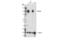 Discs Large MAGUK Scaffold Protein 3 antibody, 47421S, Cell Signaling Technology, Western Blot image 