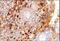 Lactotransferrin antibody, PA1-31254, Invitrogen Antibodies, Immunohistochemistry frozen image 
