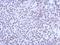 Kelch Like Family Member 13 antibody, NBP2-17079, Novus Biologicals, Immunohistochemistry frozen image 