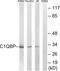 Complement C1q Binding Protein antibody, abx014385, Abbexa, Western Blot image 