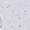 Family With Sequence Similarity 177 Member A1 antibody, HPA053222, Atlas Antibodies, Immunohistochemistry frozen image 