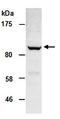 Lysine Demethylase 6A antibody, orb66981, Biorbyt, Western Blot image 