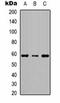 Potassium Two Pore Domain Channel Subfamily K Member 10 antibody, orb334751, Biorbyt, Western Blot image 