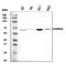 Coactivator Associated Arginine Methyltransferase 1 antibody, A01486-1, Boster Biological Technology, Western Blot image 