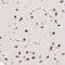 SPT3 Homolog, SAGA And STAGA Complex Component antibody, NBP1-87007, Novus Biologicals, Immunohistochemistry frozen image 