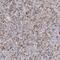 Apolipoprotein O Like antibody, PA5-51427, Invitrogen Antibodies, Immunohistochemistry paraffin image 