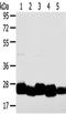 Transmembrane P24 Trafficking Protein 4 antibody, TA350517, Origene, Western Blot image 