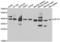 Eukaryotic Translation Initiation Factor 3 Subunit H antibody, LS-C346190, Lifespan Biosciences, Western Blot image 