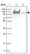 YTH domain-containing protein 1 antibody, PA5-57670, Invitrogen Antibodies, Western Blot image 