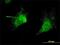 Potassium Voltage-Gated Channel Subfamily C Member 3 antibody, H00003748-M01, Novus Biologicals, Immunofluorescence image 