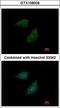 Peptidase Inhibitor 15 antibody, LS-C185931, Lifespan Biosciences, Immunocytochemistry image 