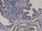 Proline Dehydrogenase 1 antibody, H00005625-M01, Novus Biologicals, Immunohistochemistry frozen image 