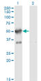 A-Kinase Anchoring Protein 17A antibody, LS-C133543, Lifespan Biosciences, Western Blot image 