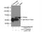 Chaperonin Containing TCP1 Subunit 7 antibody, 15994-1-AP, Proteintech Group, Immunoprecipitation image 
