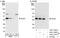 Quiescin Sulfhydryl Oxidase 1 antibody, A301-741A, Bethyl Labs, Western Blot image 