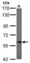 Dynein Cytoplasmic 1 Light Intermediate Chain 1 antibody, PA5-31644, Invitrogen Antibodies, Western Blot image 