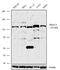Histone Deacetylase 4 antibody, 702358, Invitrogen Antibodies, Western Blot image 
