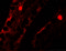 Mitochondrial Transcription Termination Factor 4 antibody, 7283, ProSci, Immunofluorescence image 