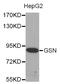 Gelsolin antibody, STJ23882, St John