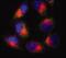 Translocase Of Outer Mitochondrial Membrane 22 antibody, MA1-20161, Invitrogen Antibodies, Immunofluorescence image 