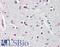 SRY-Box 3 antibody, LS-B8332, Lifespan Biosciences, Immunohistochemistry paraffin image 