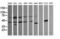 Parvin Alpha antibody, LS-C174634, Lifespan Biosciences, Western Blot image 