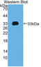 T-Box 4 antibody, LS-C315009, Lifespan Biosciences, Western Blot image 